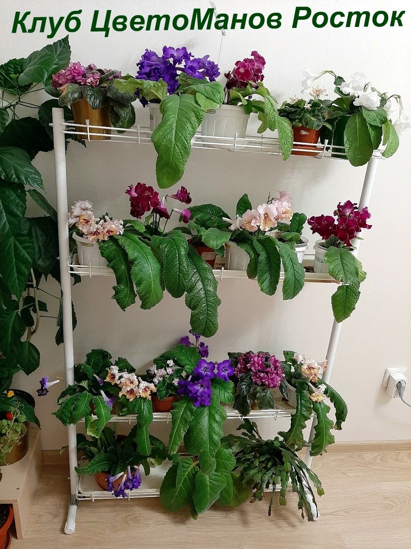 разборный стеллаж на подоконник для растений и рассады. Фото N5